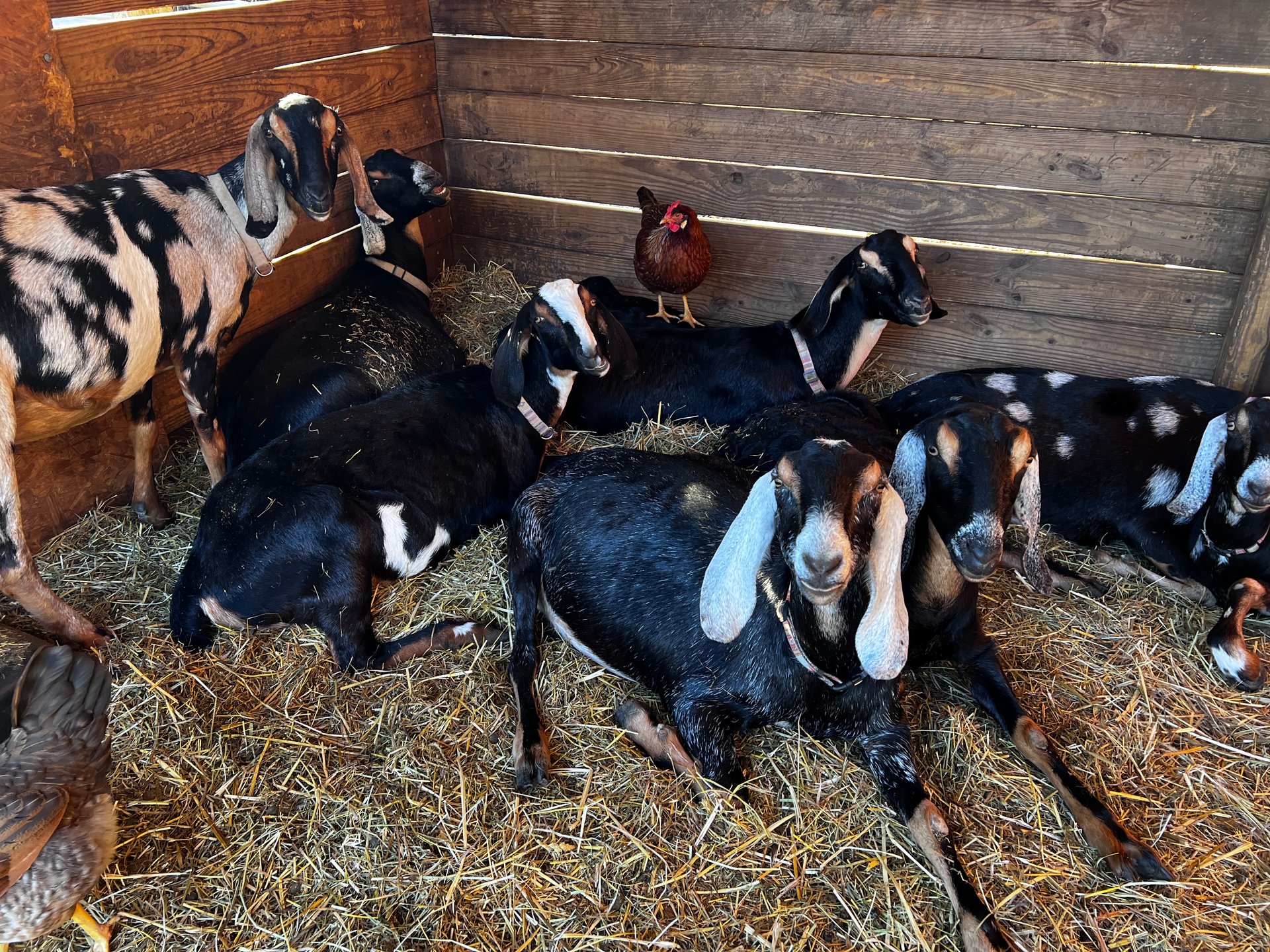 Gallery - shepherdswatchfarm